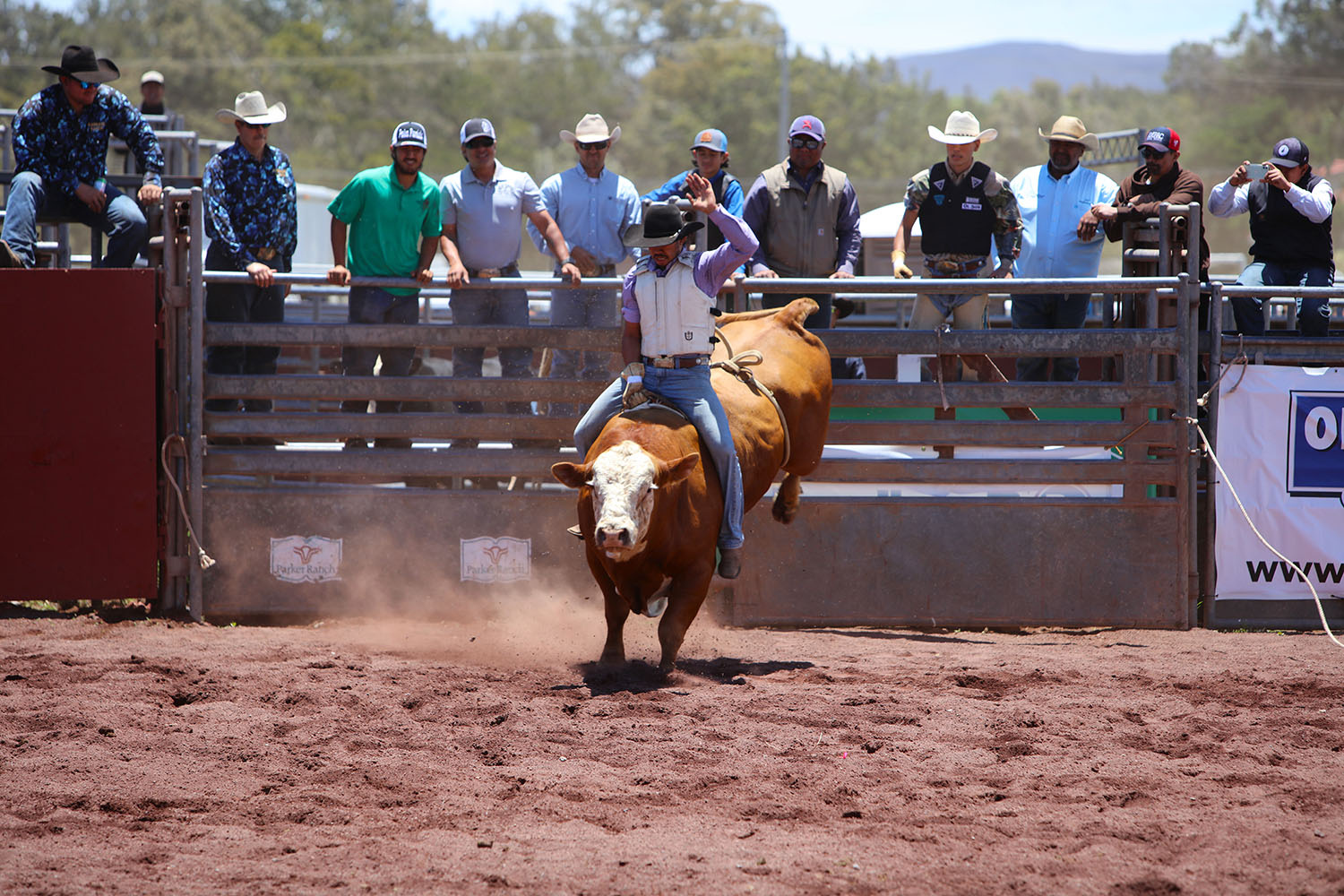 A paniolo riding a bucking bull during the rodeo action, showcasing the fast-paced competition at the Parker Ranch Rodeo.