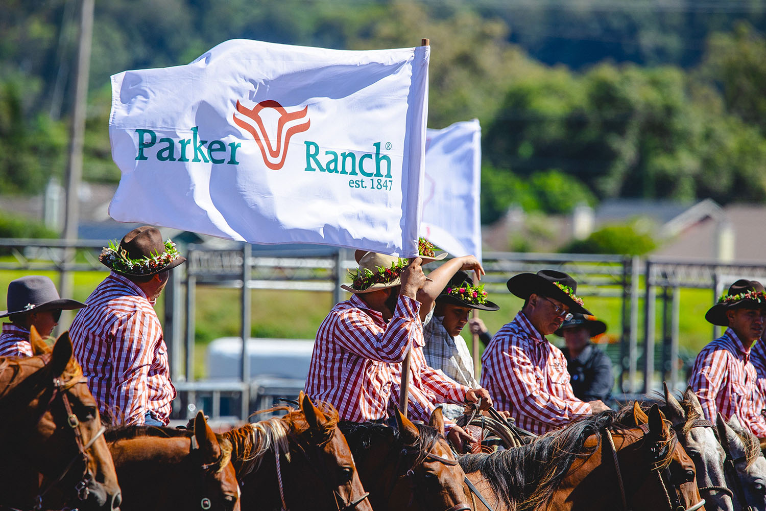 A close-up of paniolo on horseback wearing lei-adorned hats, with one rider holding a white flag featuring the logo for Parker Ranch, which was established in 1847.