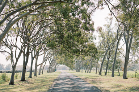 Tunnel of trees road to Parker Ranch