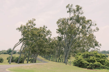 Entry way of trees at Parker Ranch